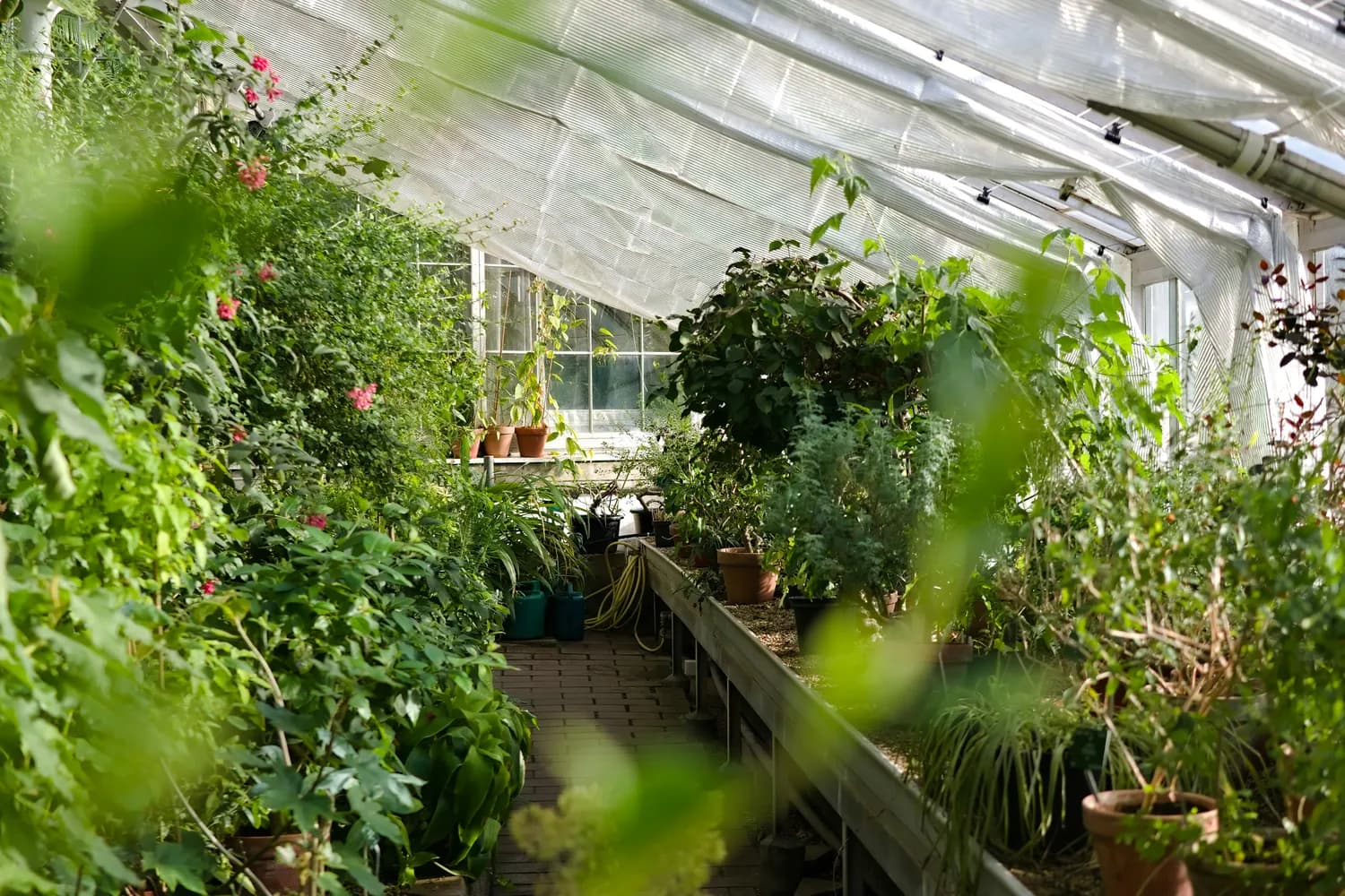 大棚种植黑科技：月季花也能这么养！