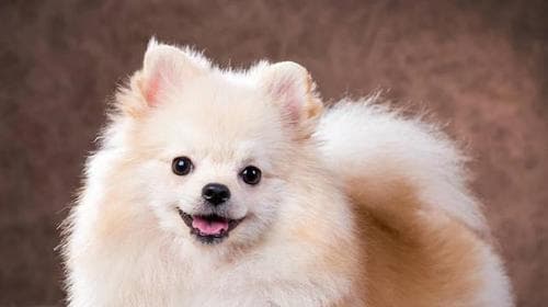 博美犬饮食指南：从食材到注意事项的全面解析