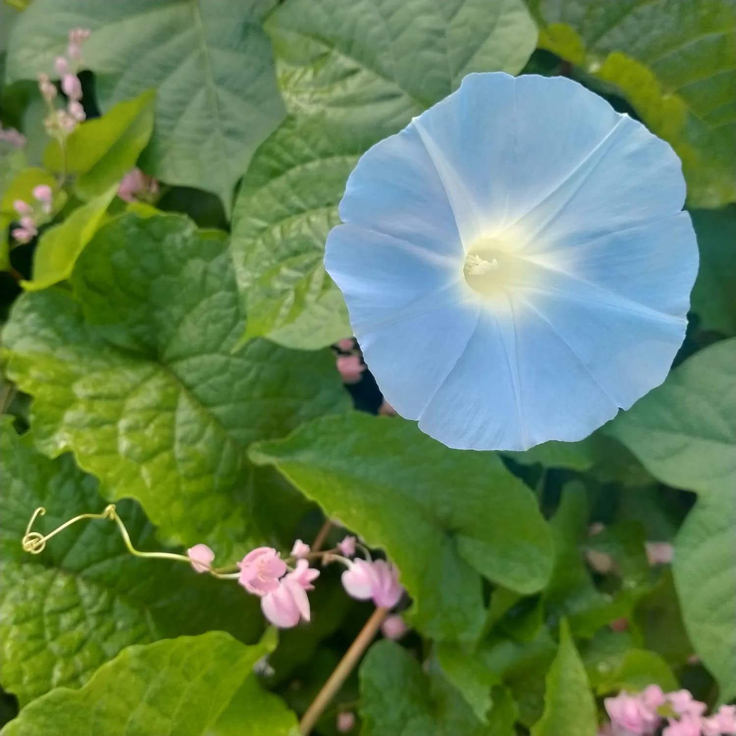 牵牛花：既是中药材，又是观赏佳品