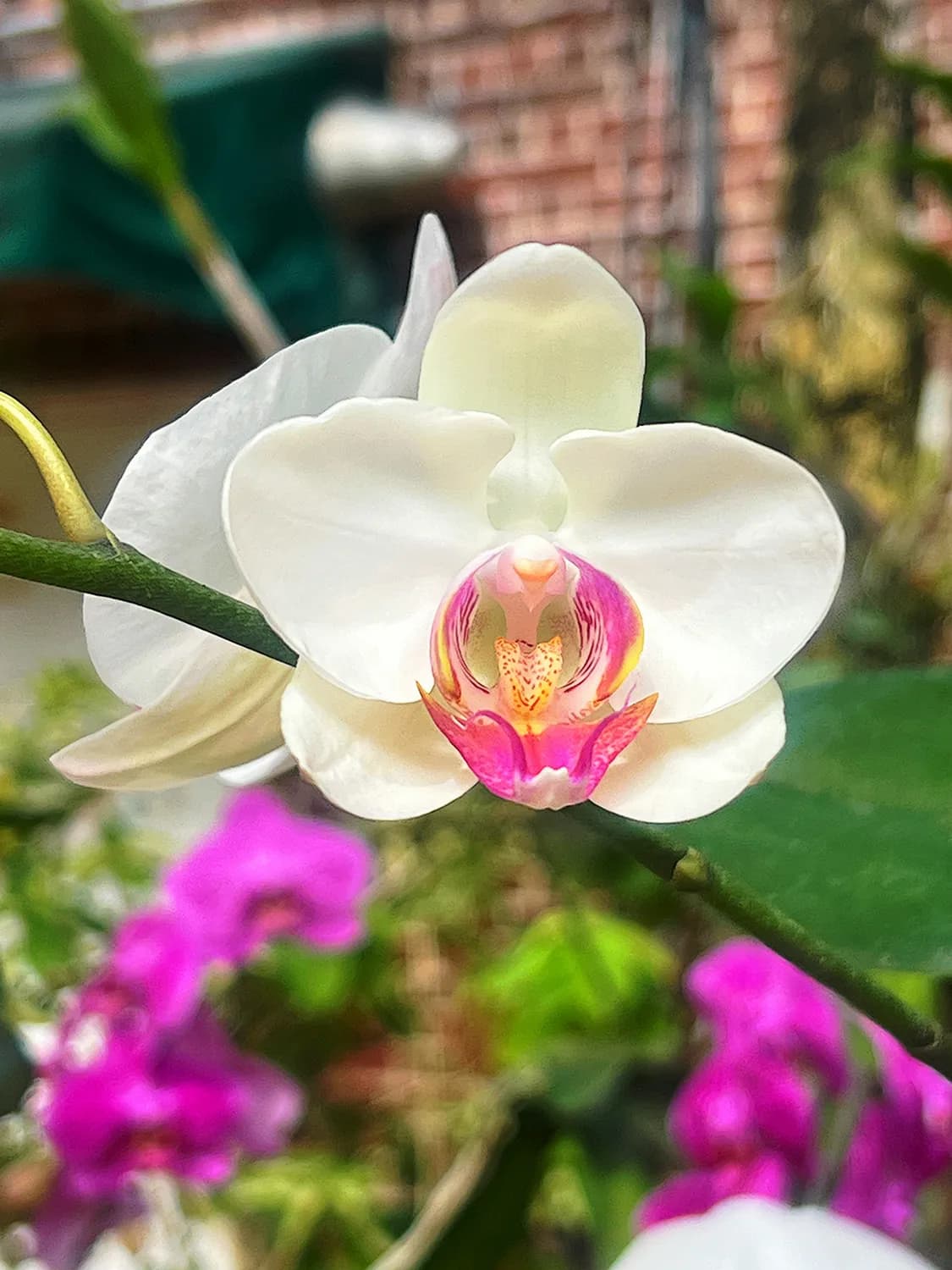《小花仙》手游：快速提升战斗力攻略