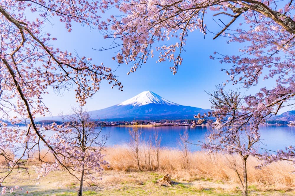 【日本樱花】2025年最新！日本全国最佳赏樱时间、春天必去樱花景点推荐指南