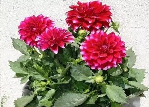 新手养花指南：15种适合初学者的花卉品种及养护技巧