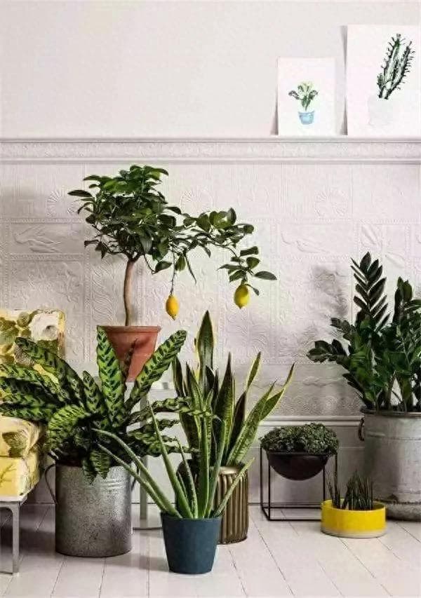 10种净化空气植物大比拼！龟背竹和绿萝、仙人掌均上榜