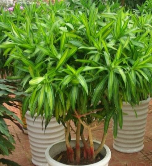百合竹开花之谜：花期与影响因素全解析