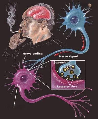 尼古丁成瘾的神经生物学机制及临床治疗