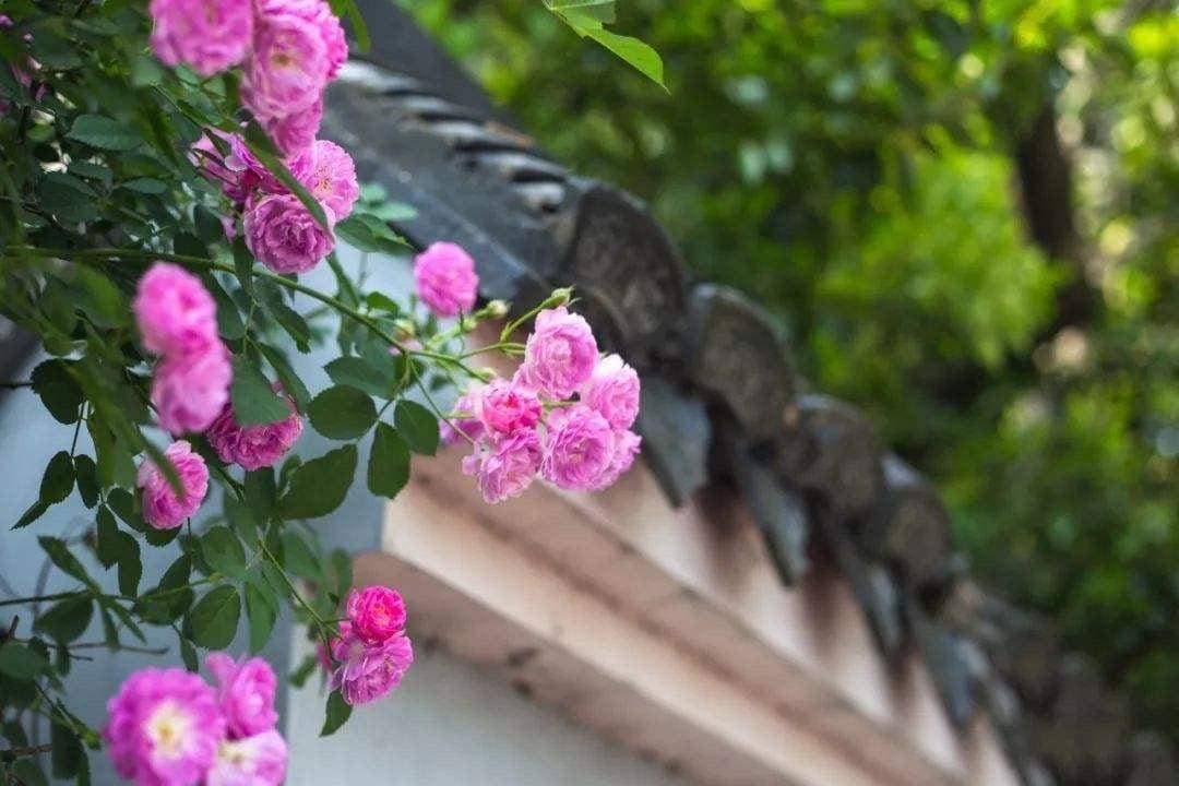 蔷薇怎么养？秋天扦插一棵，花量大冠幅大，年年开成花墙