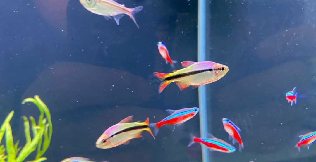 皇室青魔鬼灯鱼：南美洲特有观赏鱼的饲养指南