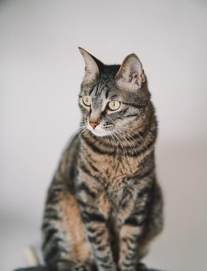 狸花猫的行为解读：如何理解与训练你的猫咪