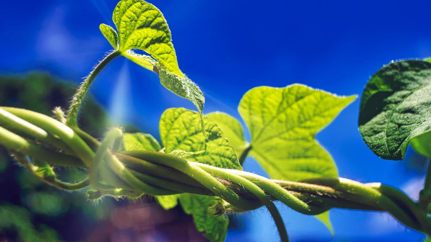 植物控糖多肽：糖尿病管理的新选择