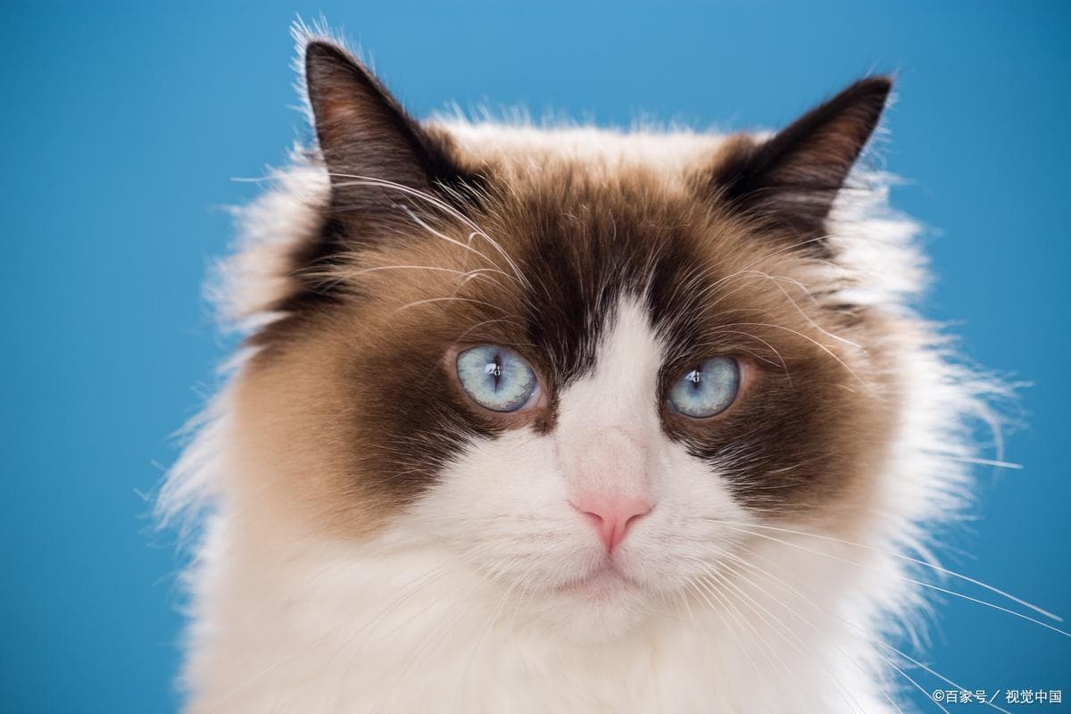 猫咪眼睛老流眼泪是什么原因？原因逐条排查，这些护理 ...