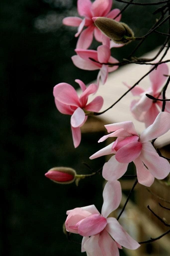每日一花｜辛夷花——花中之王