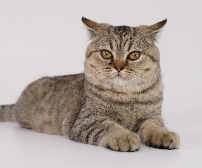 猫咪总是乱尿、乱拉屎？试试这几招问题可能就解决啦！