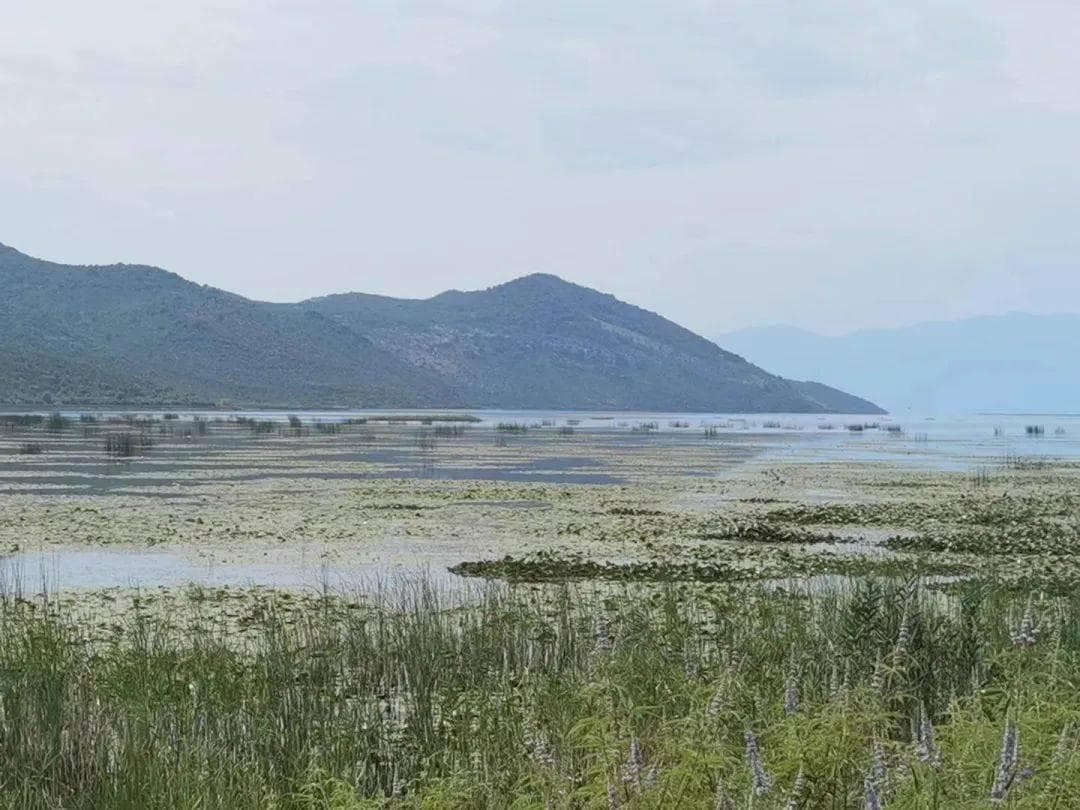 化学品污染如何影响湖泊生态？新研究揭示淡水湖泊生物多样性变化的驱动因素