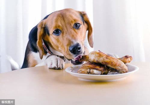 纠正狗狗坏习惯，爱犬行为指南！