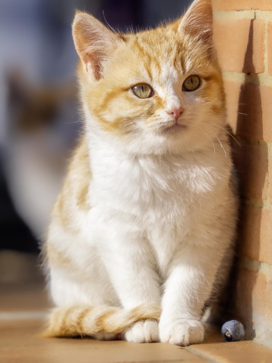 猫不听话使劲打有用吗？