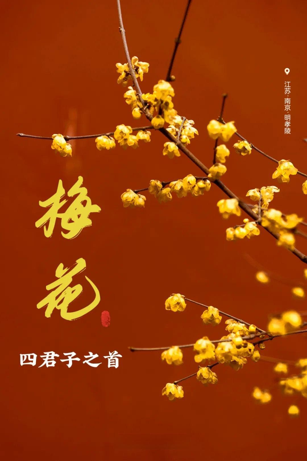 山地梅花盛放，第一波早春亮色来了！