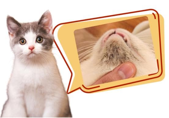 猫咪黑下巴的原因是什么？最后一个很多人都忽略了！