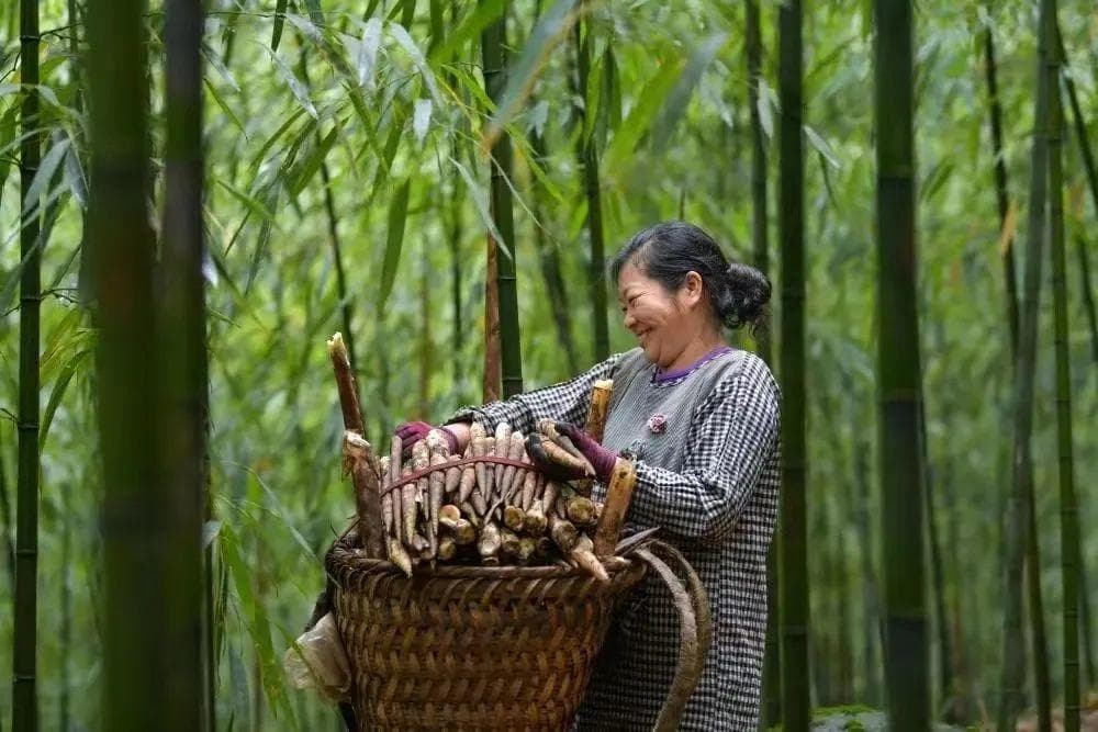 遵义：走绿色发展路 向森林要效益