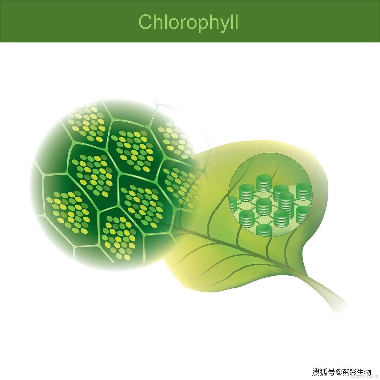叶绿素含量检测方法详解
