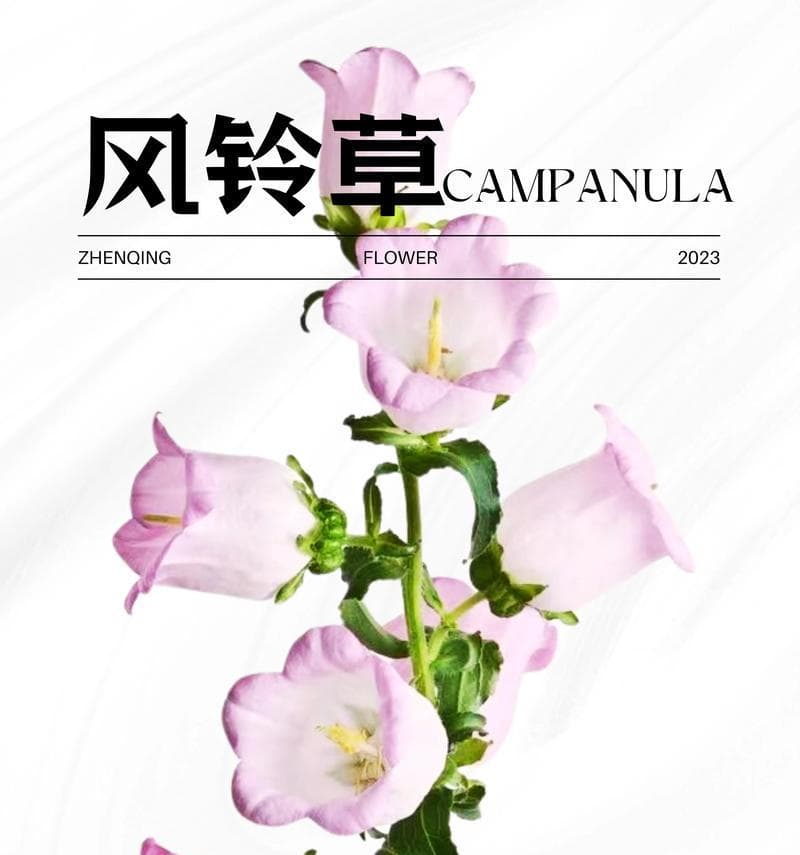 探秘响铃草：从别名到用途，全面解析响铃草