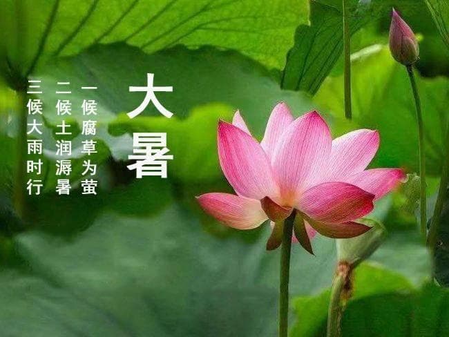大暑时节适合种什么蔬菜？
