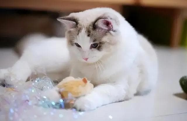 布偶猫会抓老鼠吗？论捕鼠能力，还得是中国本土猫