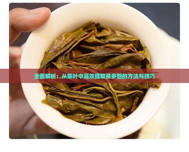 全面解析：从茶叶中高效提取茶多酚的方法与技巧