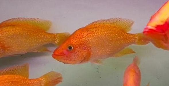 红老虎鱼：水族箱中的红色霸主，力与美的完美结合