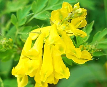 警惕！这些野菜暗藏“毒力”，食用需谨慎