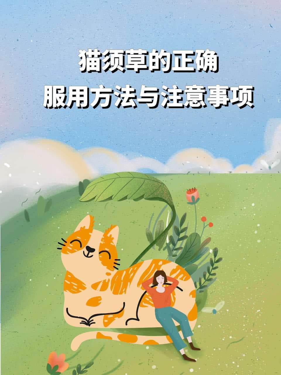 猫须草的正确服用方法与注意事项