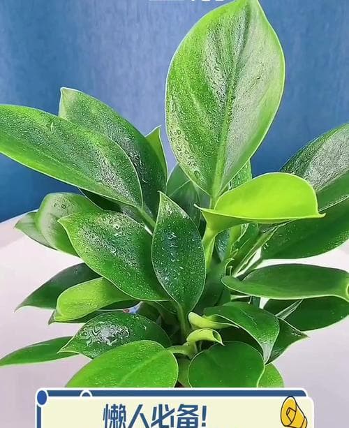 适合新手种植的花卉品种：从多肉到薄荷，轻松打造绿色空间