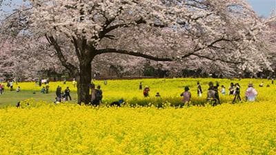 2025年日本樱花花开预测信息