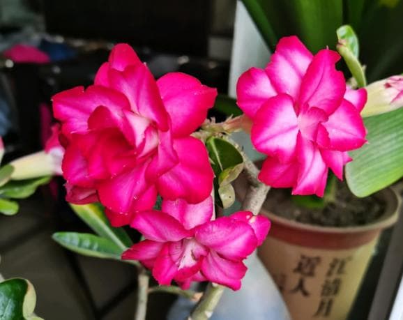 沙漠玫瑰的养殖方法和注意事项