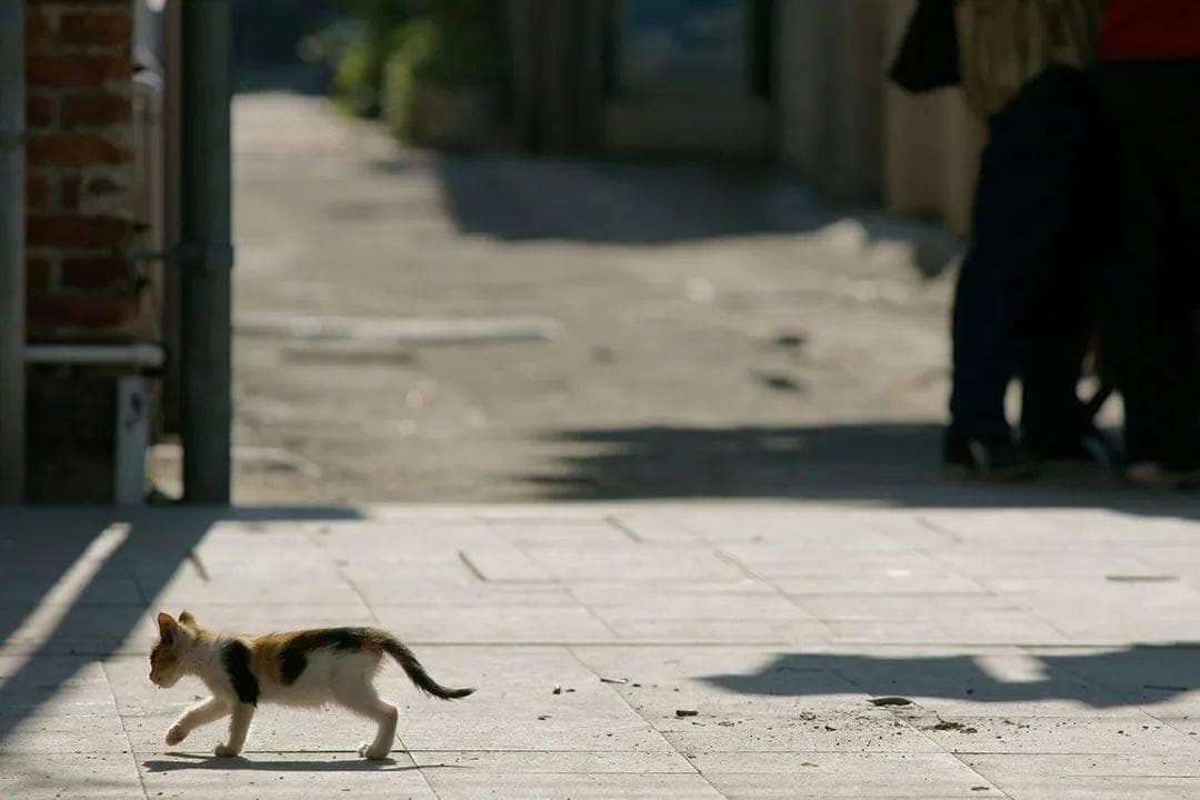 了解猫咪的“尾巴语言”