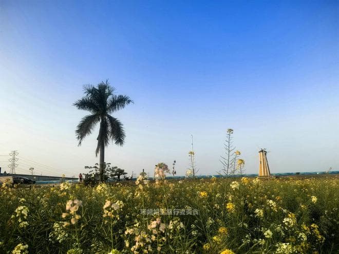广州春日郊游，南沙东涌七彩油菜花海，感受这里白天与黑夜的美