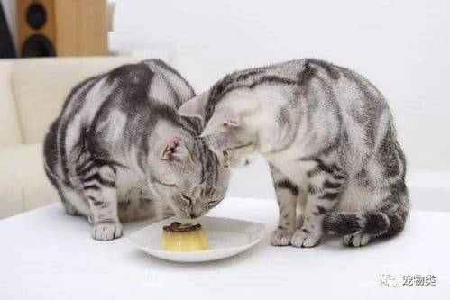 猫咪能否吃虾仁，需谨慎考虑。