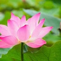 鲲鹏象征意义