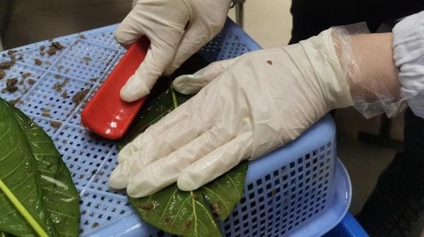 药师说药丨枇杷膏里居然没有枇杷？揭秘润肺止咳常用药的真实成分！