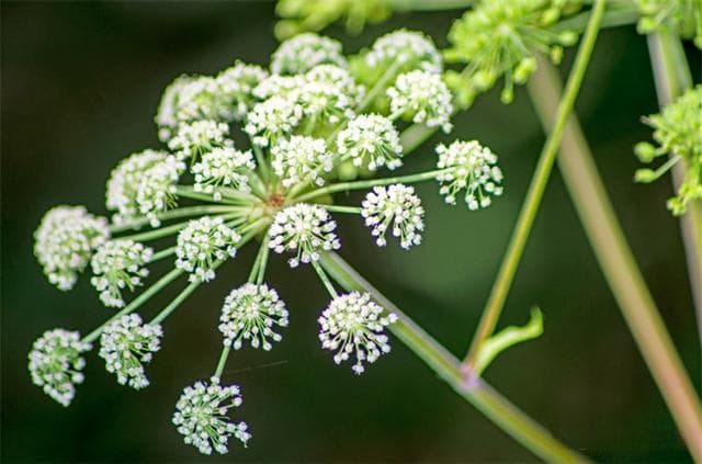 “香韵仙子”白芷：传统功效得现代科学验证