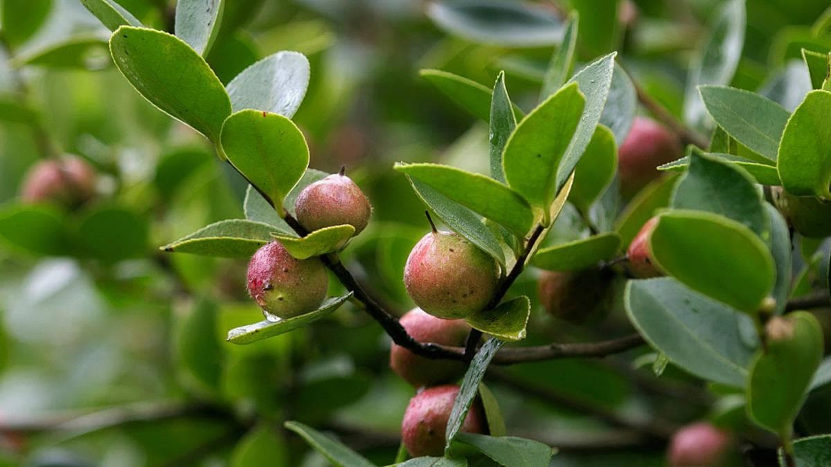 降压新途径：山茶油在高血压预防和治疗中的应用