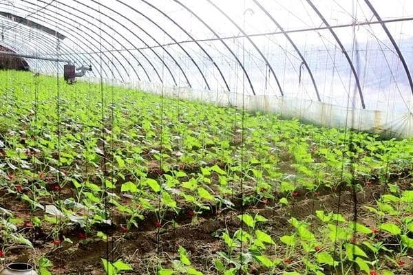 冬季蔬菜育苗管理要点：温度、光照与湿度控制