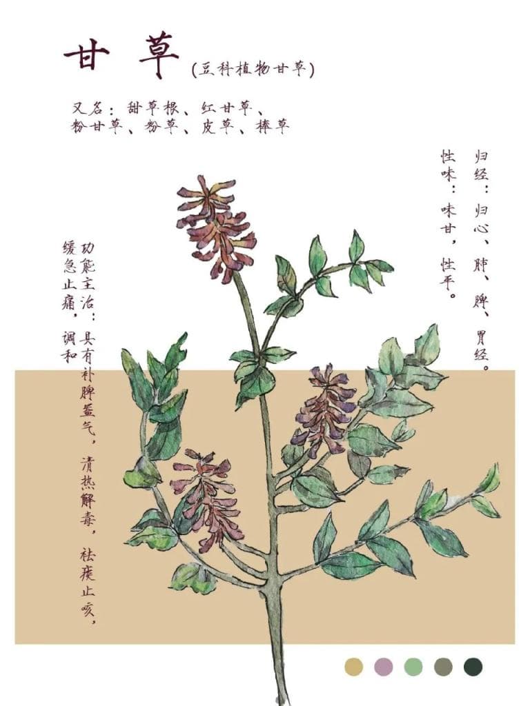 甘草根提取物——唤醒肌肤美白潜能？