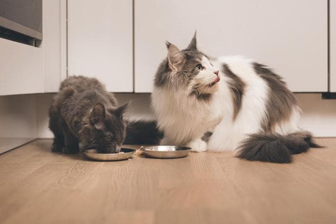 猫咪猫粮喂食指南：如何科学计算每日摄入量