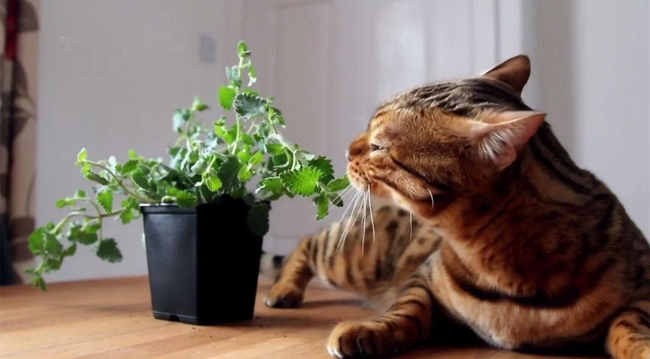 猫薄荷是什么？这种神奇的草本植物对猫咪有哪些影响？