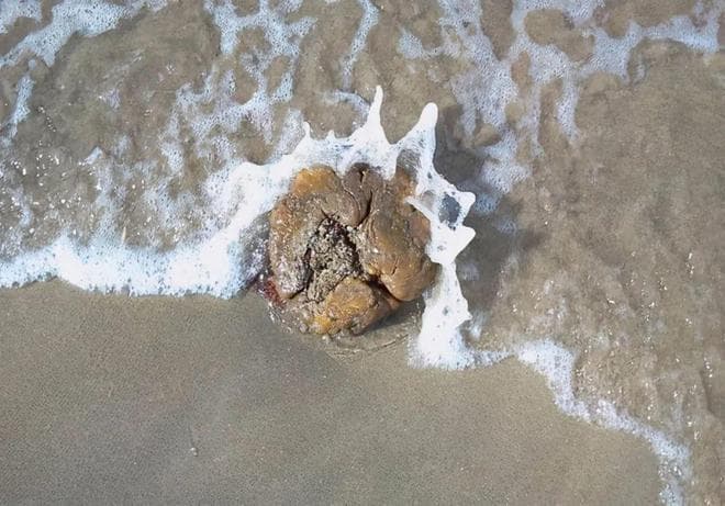 龙涎香的神秘之处：鲸排泄物的香气为何胜过黄金？