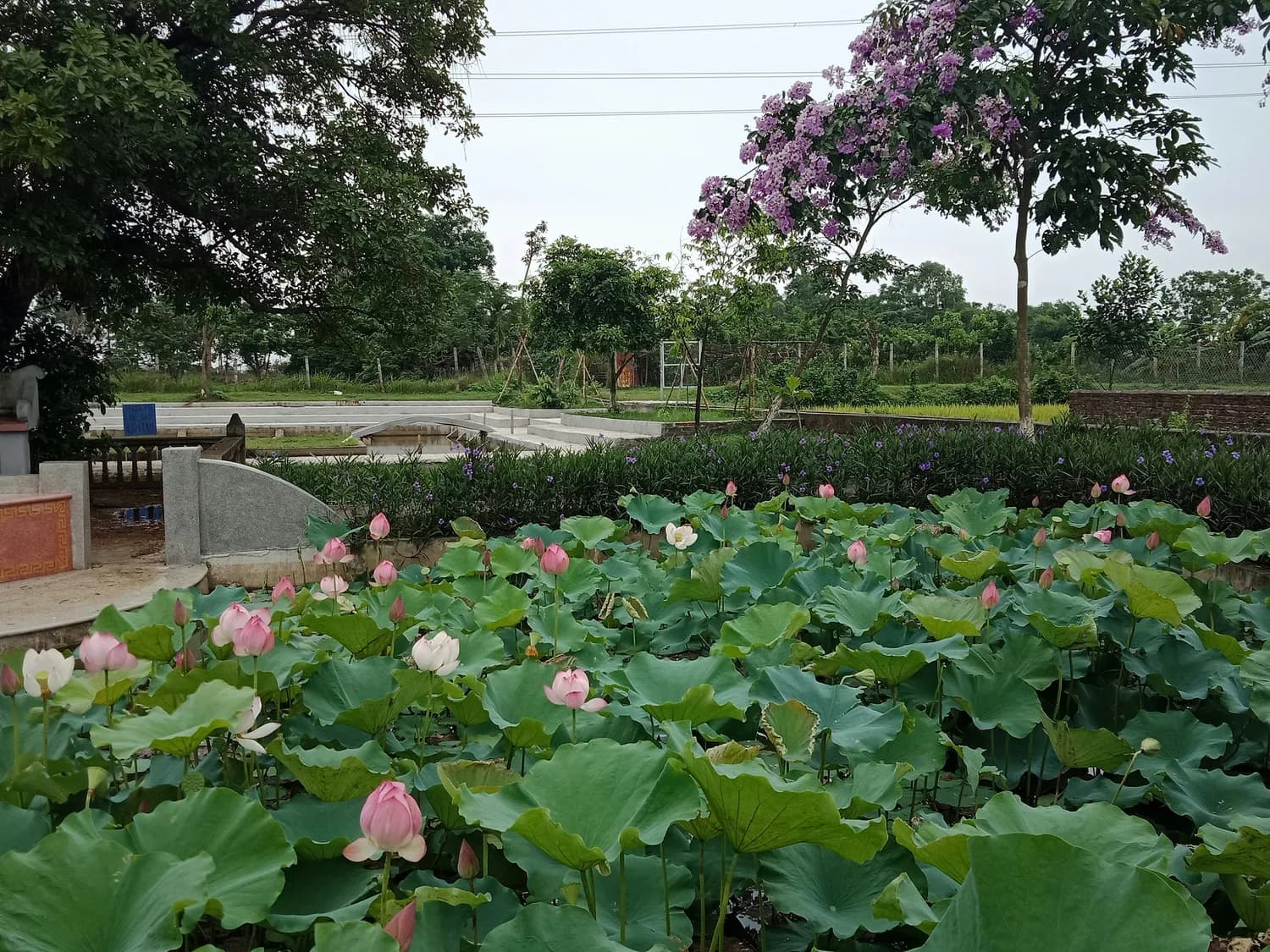 杭州西湖藕粉：八百年匠心铸就正宗美味