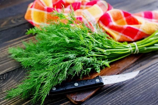 莳萝：一种兼具香料与药用价值的伞形科植物