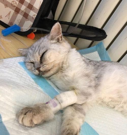 小猫得了猫瘟吃什么药？如何正确选择治疗药物？
