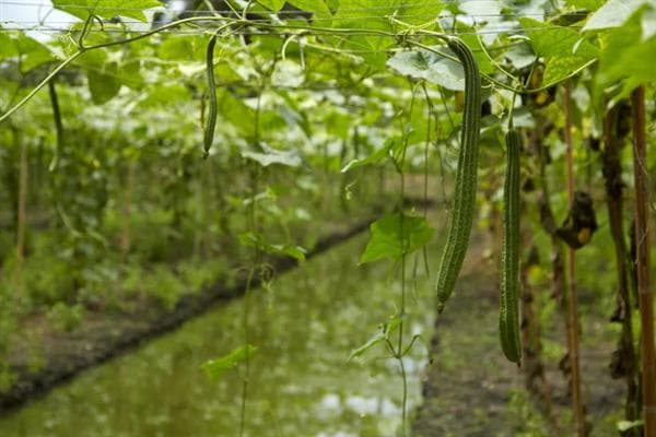 丝瓜种植技术全攻略：从选种到管理，详解高产关键要点