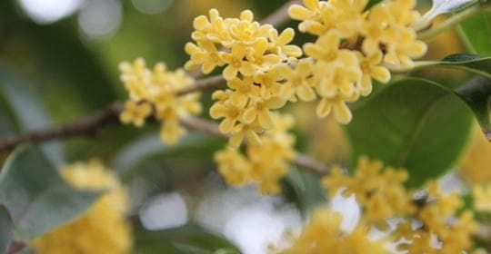 桂花茶：功效、营养价值、禁忌、正确食用方式